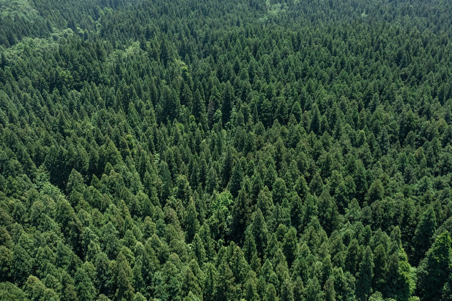 Vue aérienne d'une forêt de conifères - Investissement en groupement forestier GFI | Evergreen Patrimoine